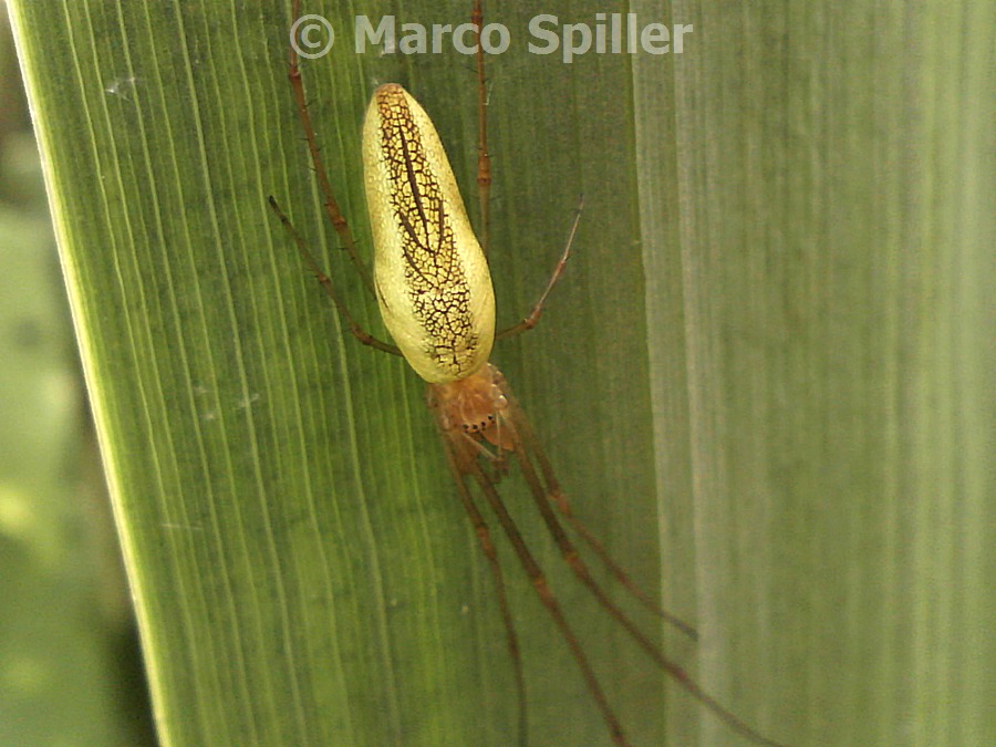 Tetragnatha sp. - Milano (MI)